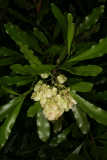 Dodonaea viscosa RCP7-09 160.jpg